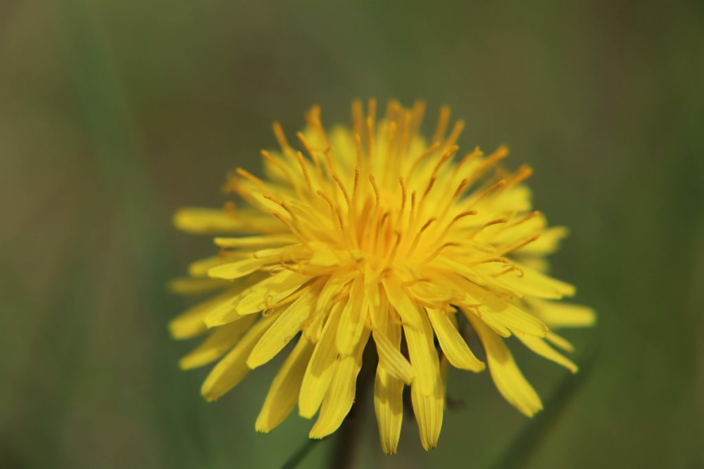 Centennial Trail Dandylion