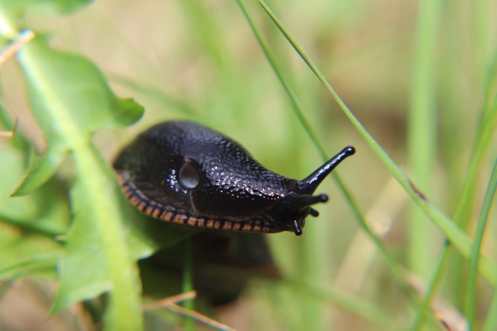 Centennial Trail slug
