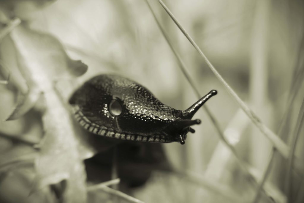 Centennial Trail slug bw
